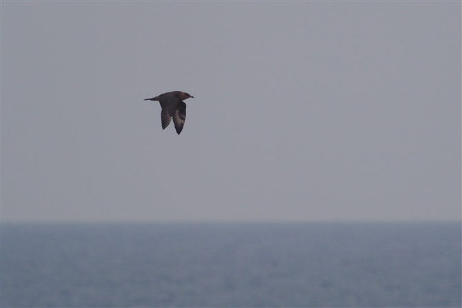 <gE]NJ.Pomariine Skua%>